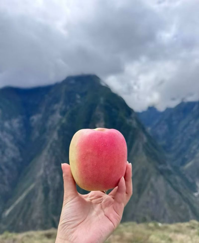 阿坝州汶川冰糖心苹果