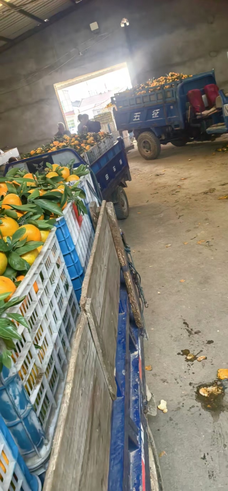 蜜桔，产地直发，大量有货，欢迎各位老板咨询采购