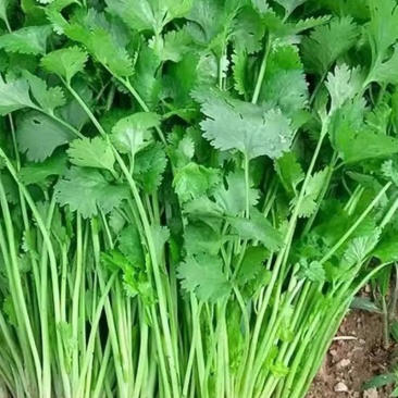 香菜。特别好，特别好吃，非常的美观