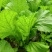 贵州高山荠菜