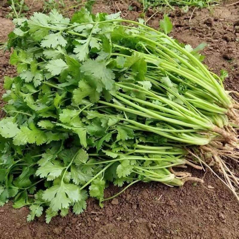 香菜。特别好，特别好吃，非常的美观