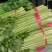 内黄县芹菜大量上市中，法国皇后，玻璃脆，对接各大市场