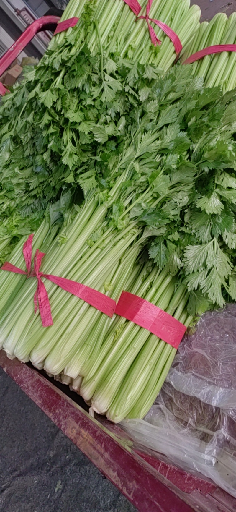 内黄县芹菜大量上市中，法国皇后，玻璃脆，对接各大市场
