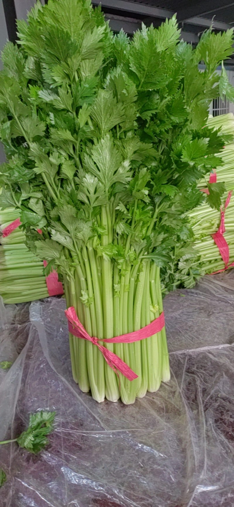 内黄县芹菜大量上市中，法国皇后，玻璃脆，对接各大市场