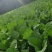 贵州高山荠菜