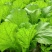 贵州高山荠菜
