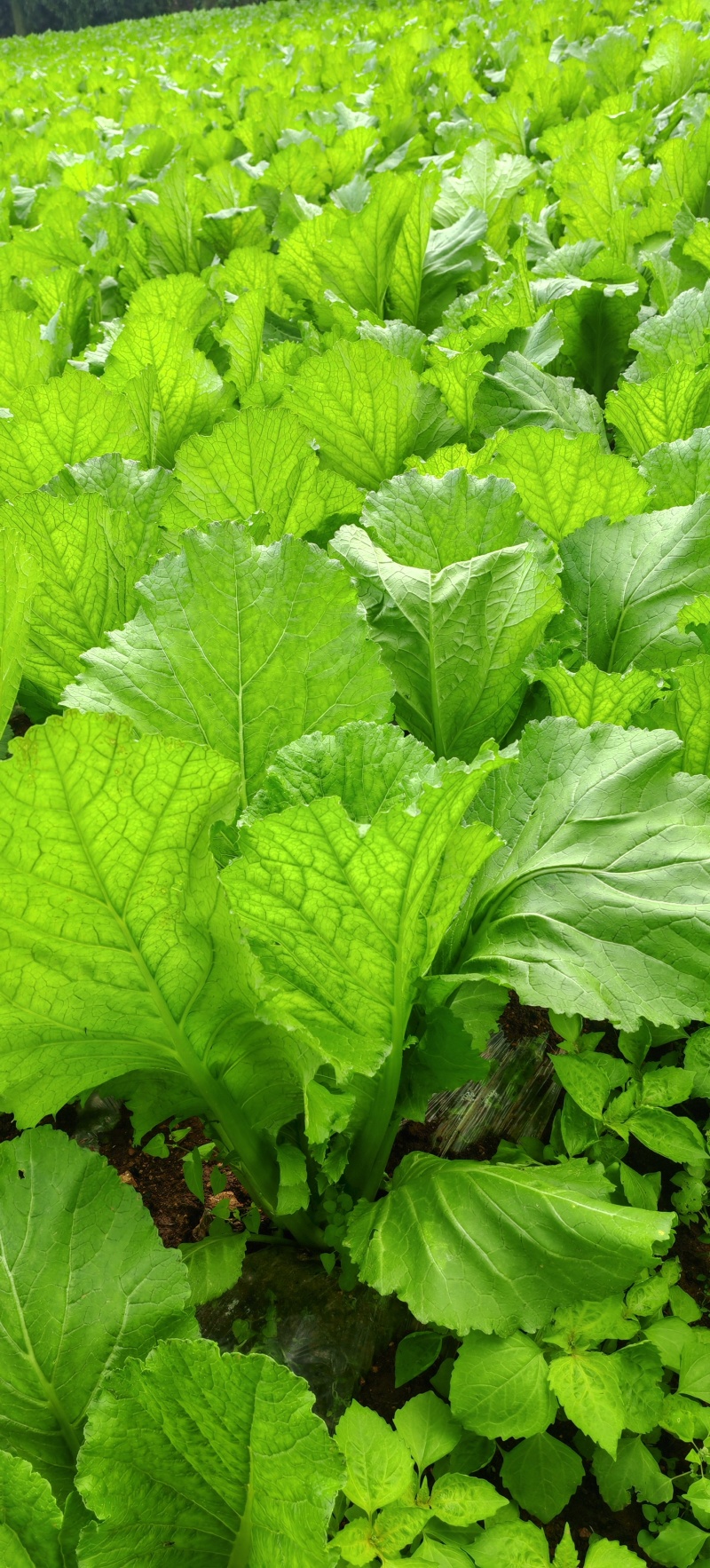 贵州高山荠菜