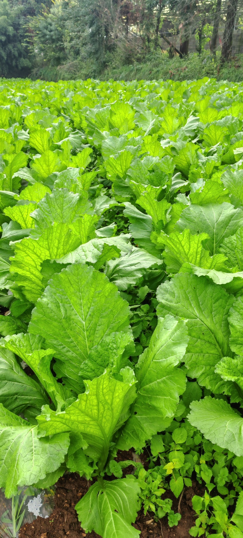贵州高山荠菜