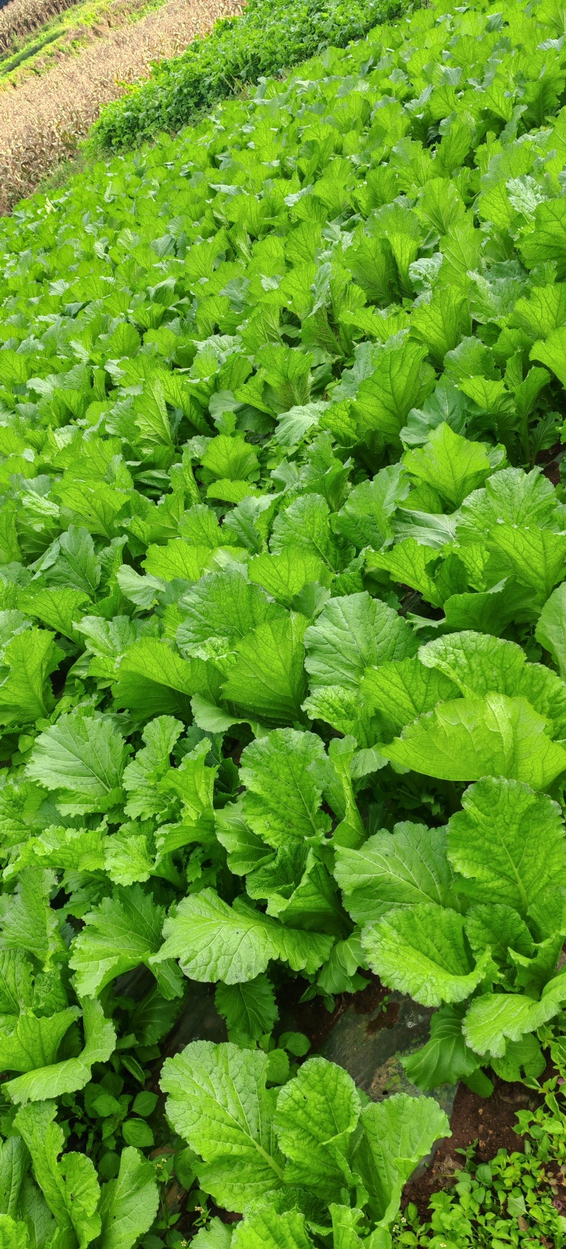 贵州高山荠菜