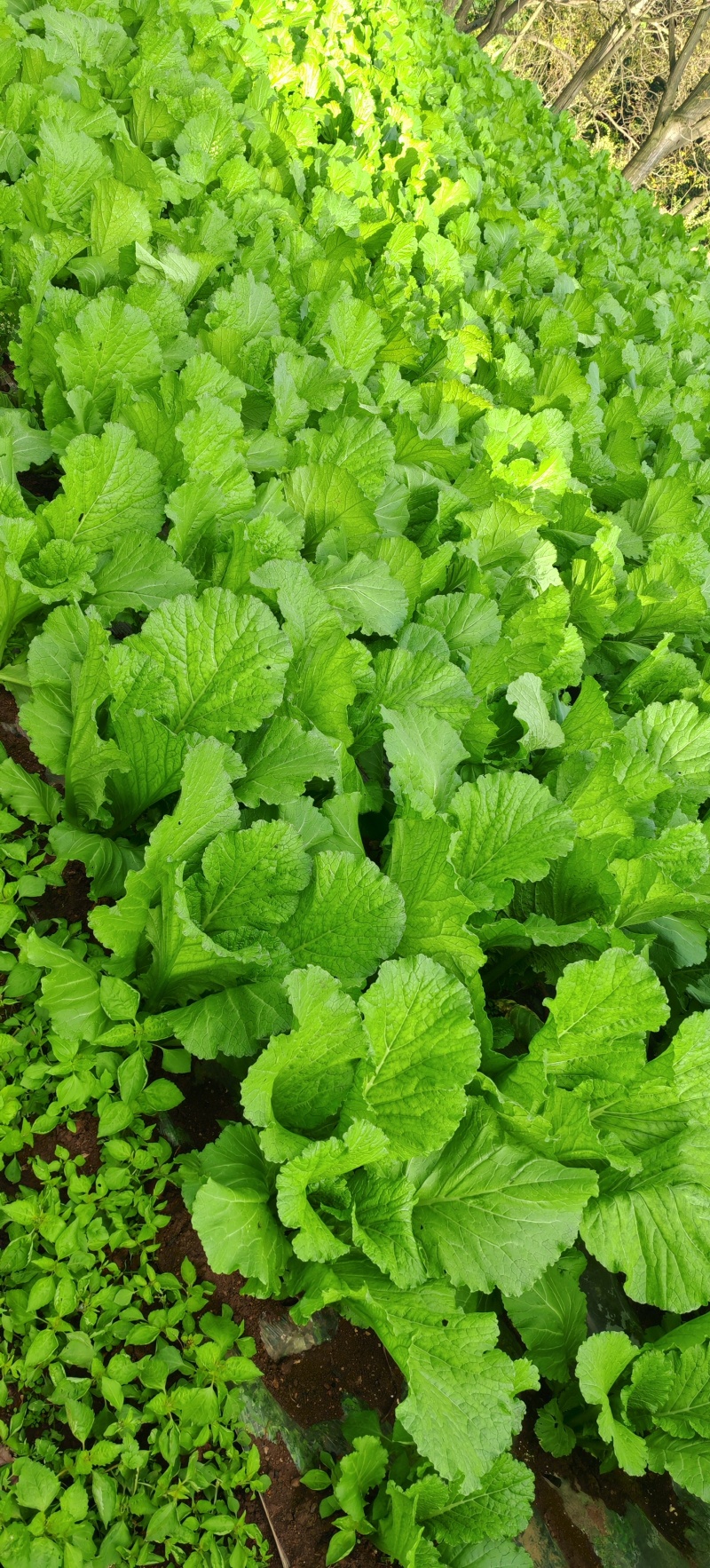 贵州高山荠菜