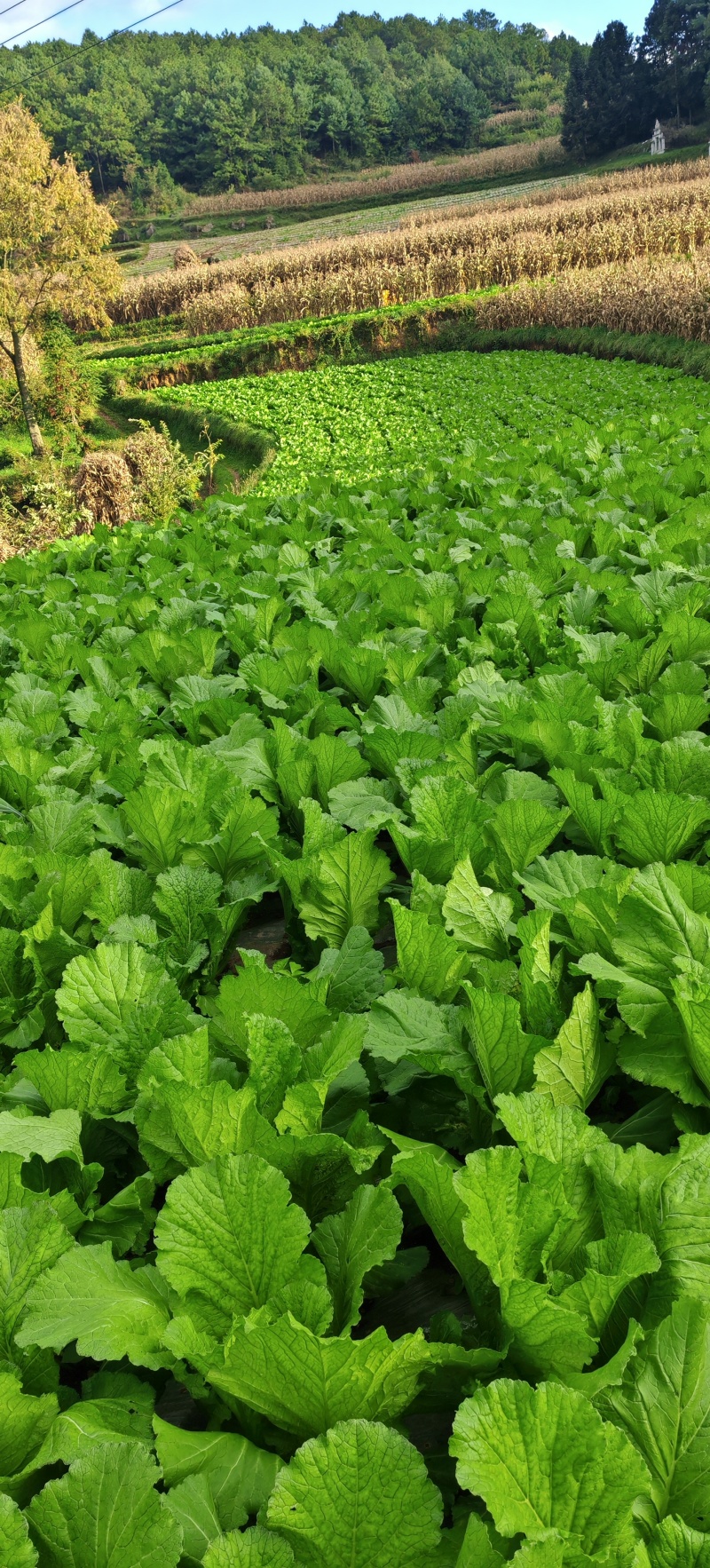 贵州高山荠菜