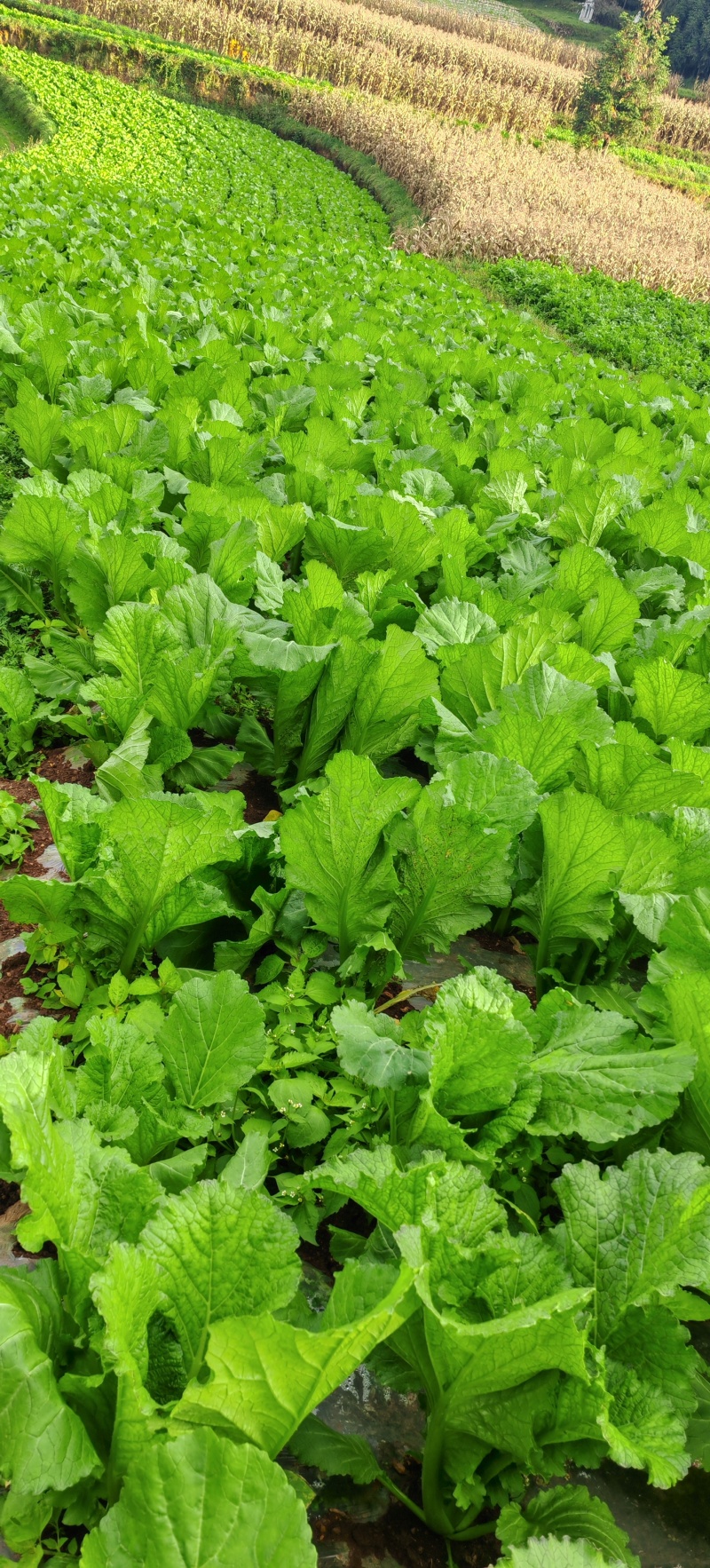 贵州高山荠菜