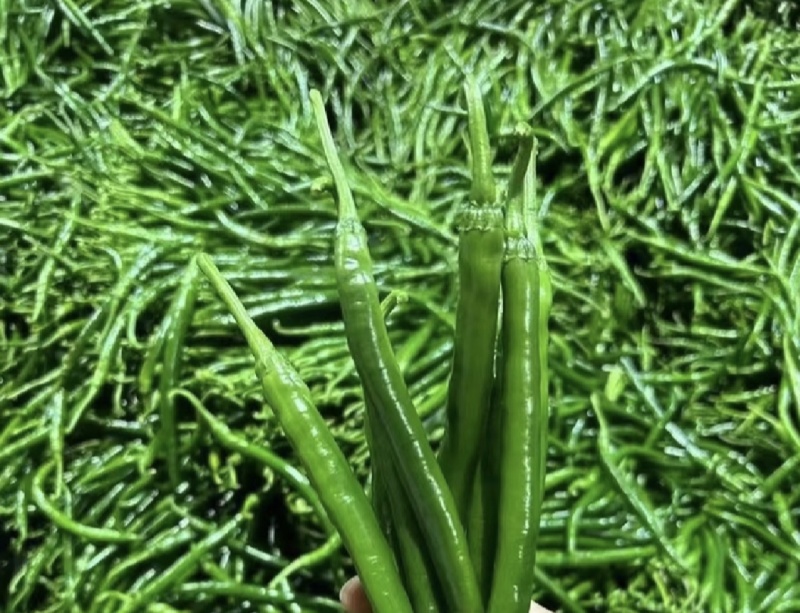 广东湛江徐闻8号3号线椒二荆条薄皮中皮辣椒产地直发