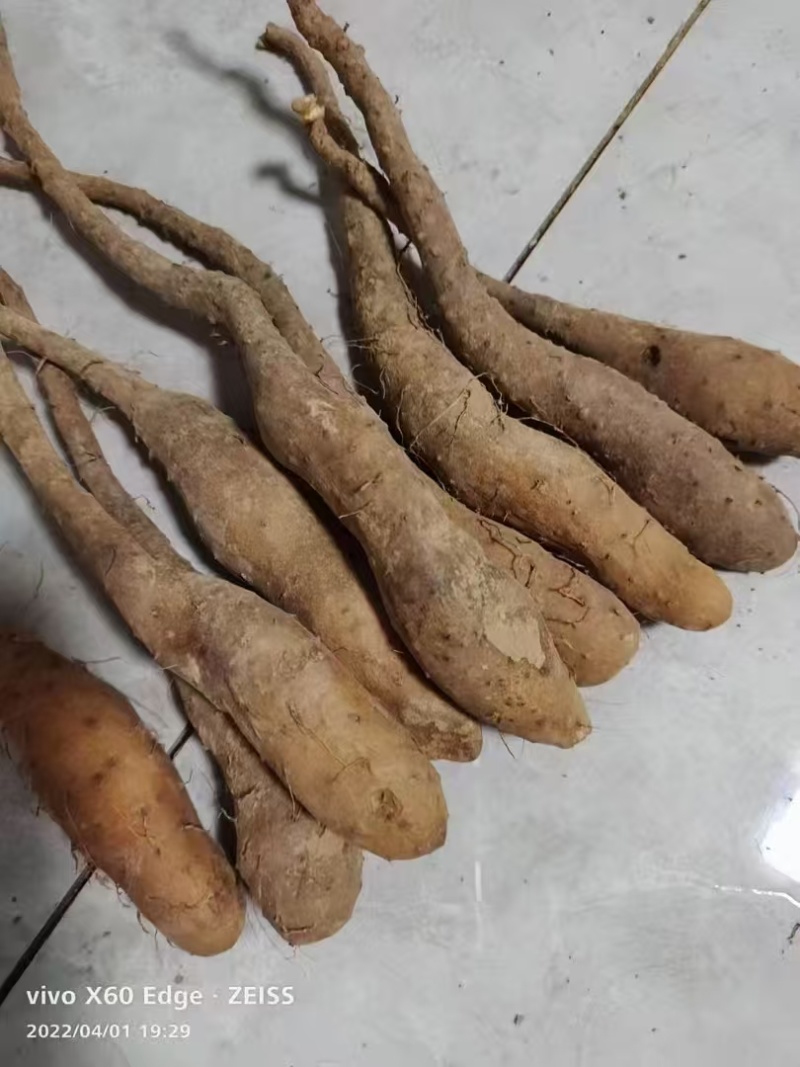 一级无菌白玉山药苗量大从优质量保证产地供应诚信