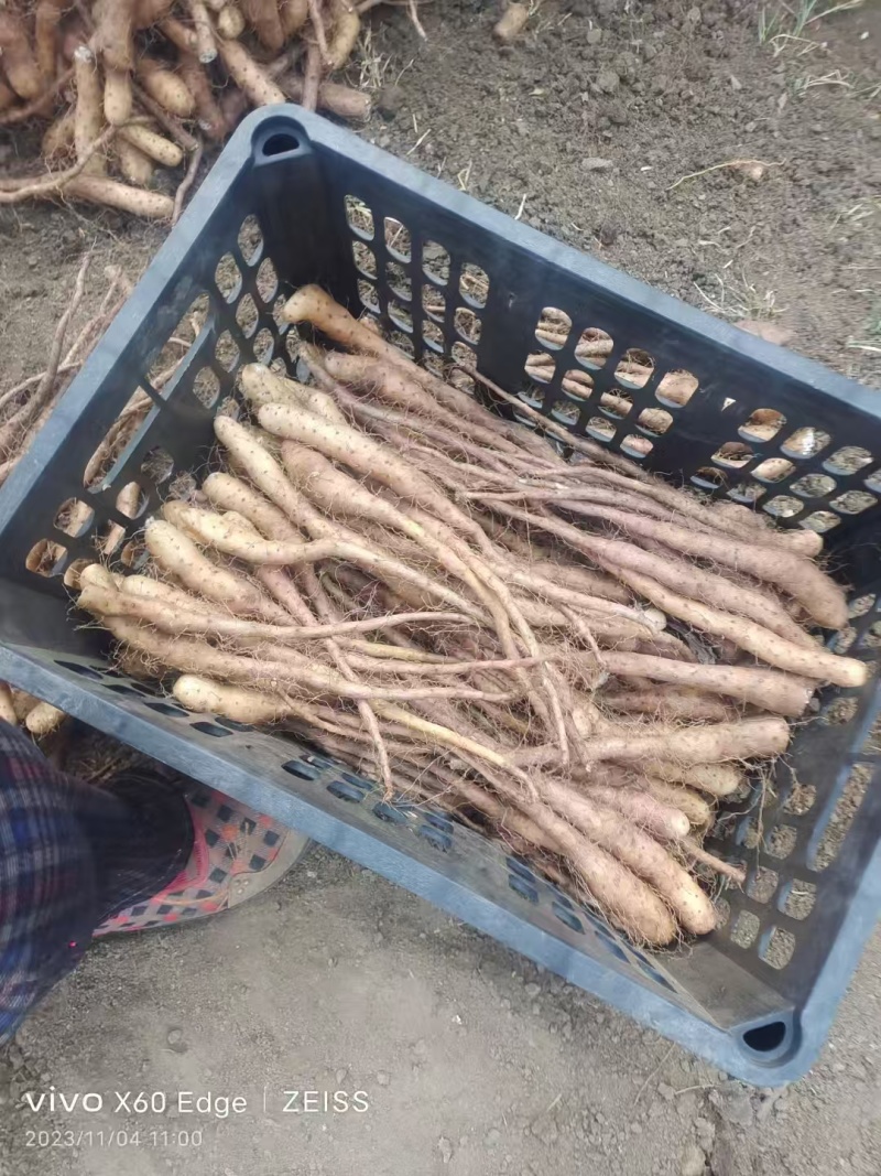 一级无菌白玉山药苗量大从优质量保证产地供应诚信