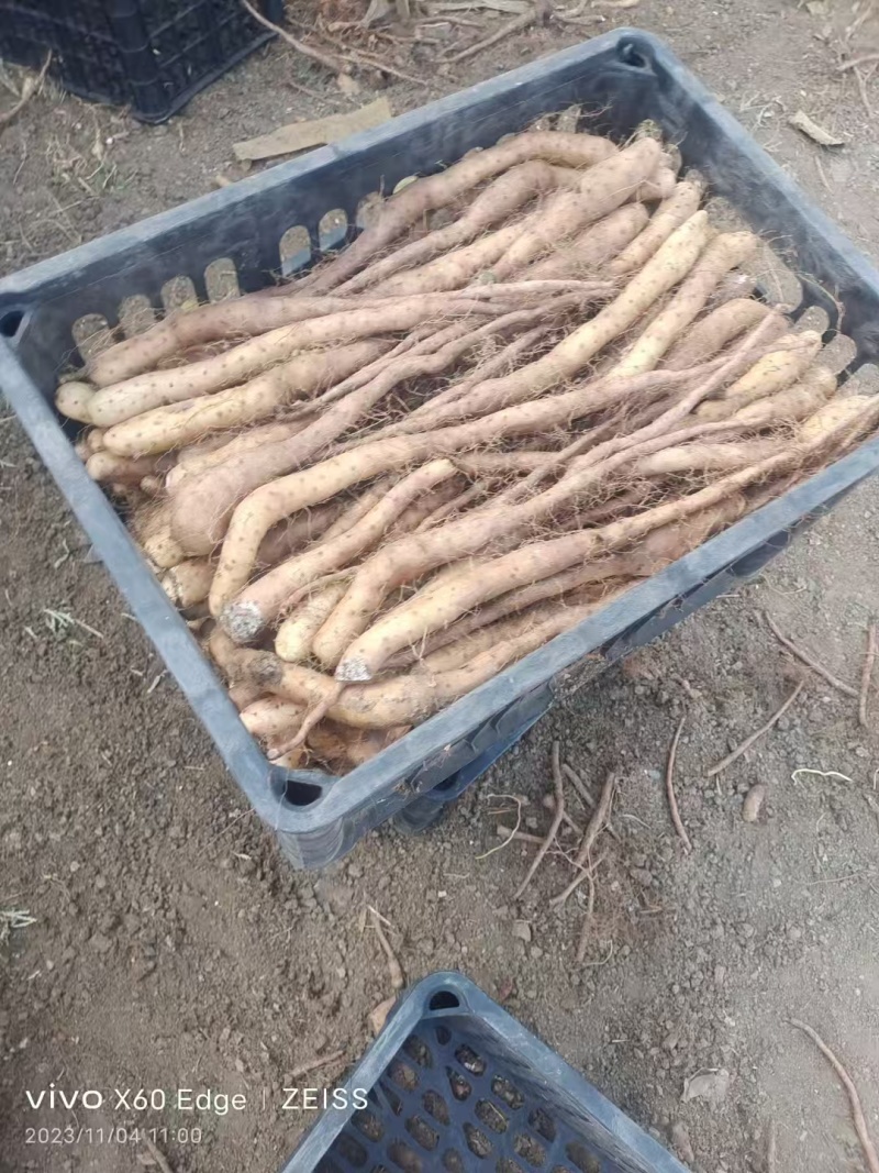 一级无菌白玉山药苗量大从优质量保证产地供应诚信