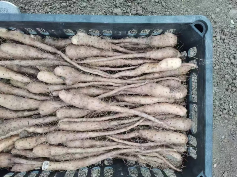 一级无菌白玉山药苗量大从优质量保证产地供应诚信
