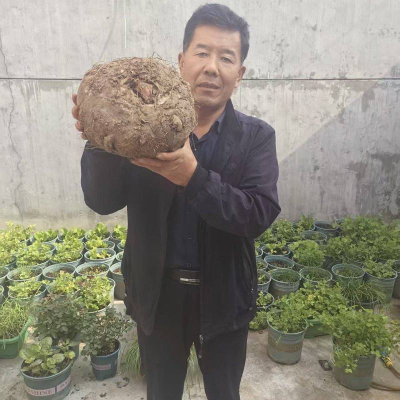 【推荐】筐装精品魔芋耐储存**魔芋豆腐加工需求可视频看货