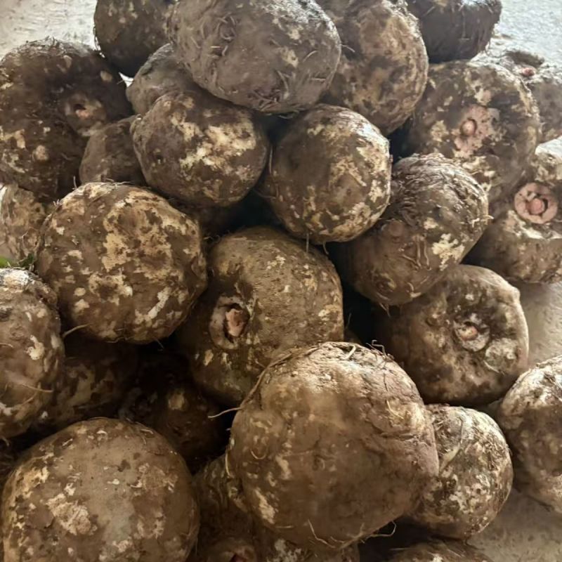 【推荐】筐装精品魔芋耐储存**魔芋豆腐加工需求可视频看货