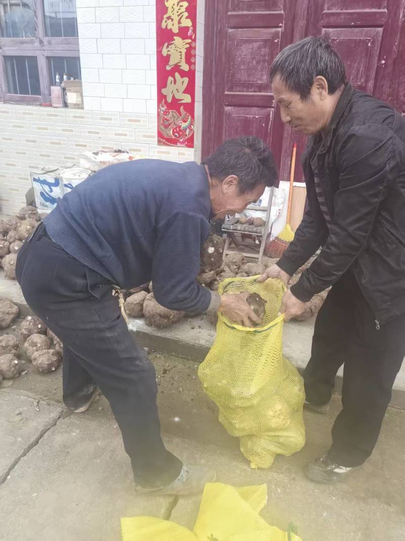 【推荐】筐装精品魔芋耐储存**魔芋豆腐加工需求可视频看货