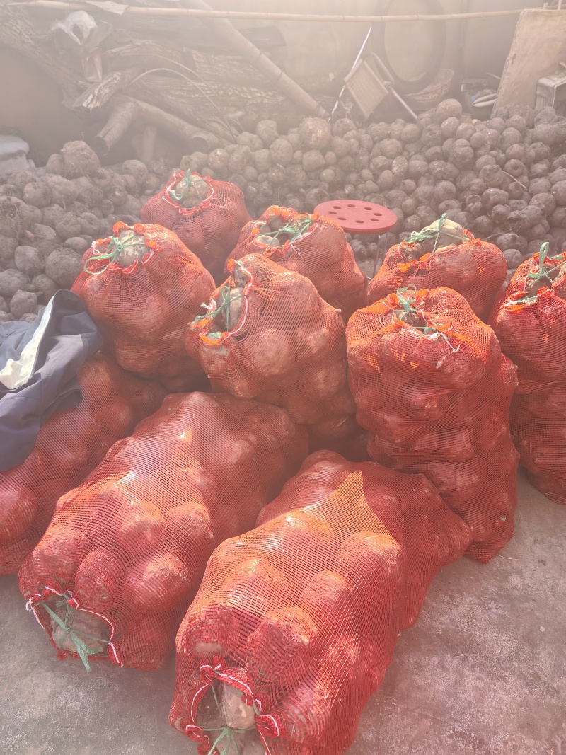 【推荐】筐装精品魔芋耐储存**魔芋豆腐加工需求可视频看货