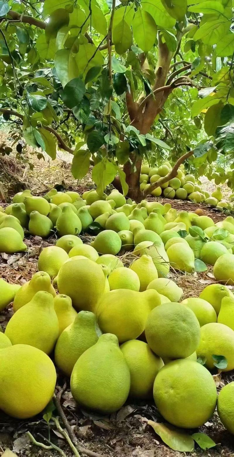 梅州高山老树沙田柚