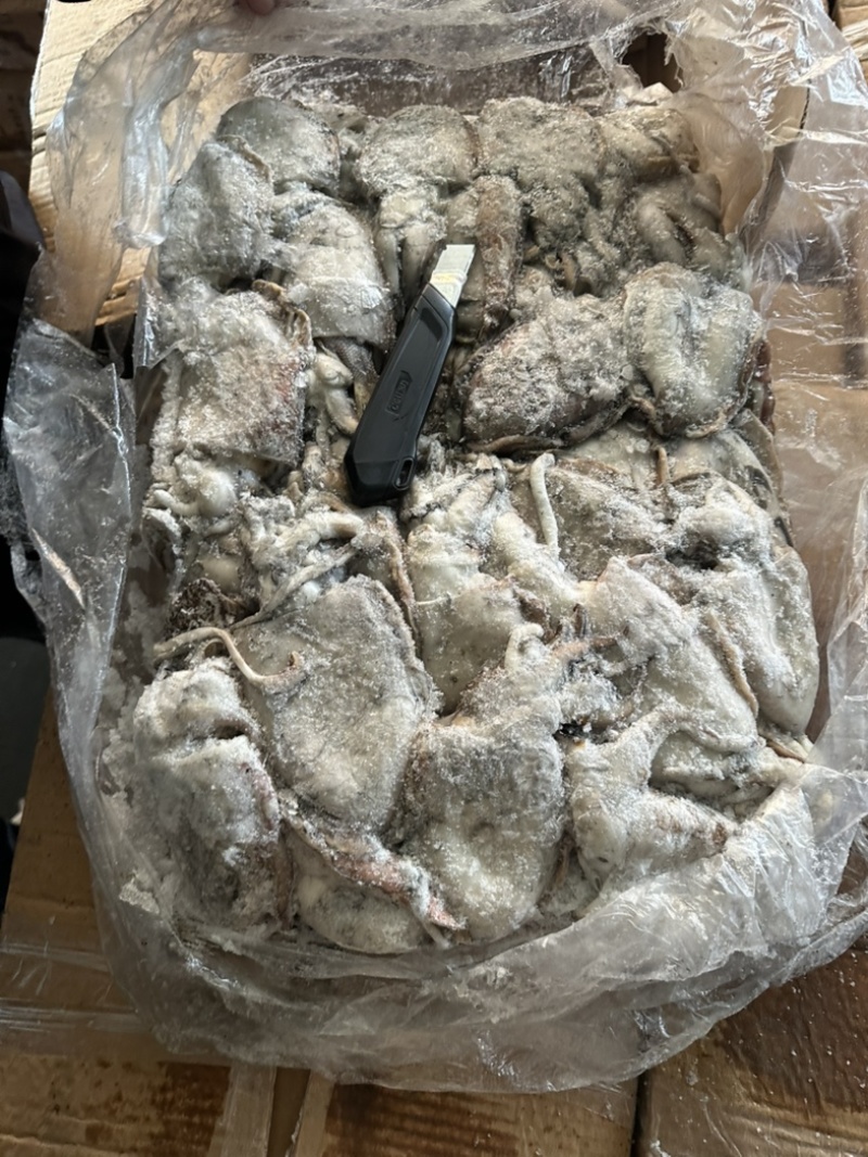 墨鱼船冻墨鱼干水墨鱼晒干专用