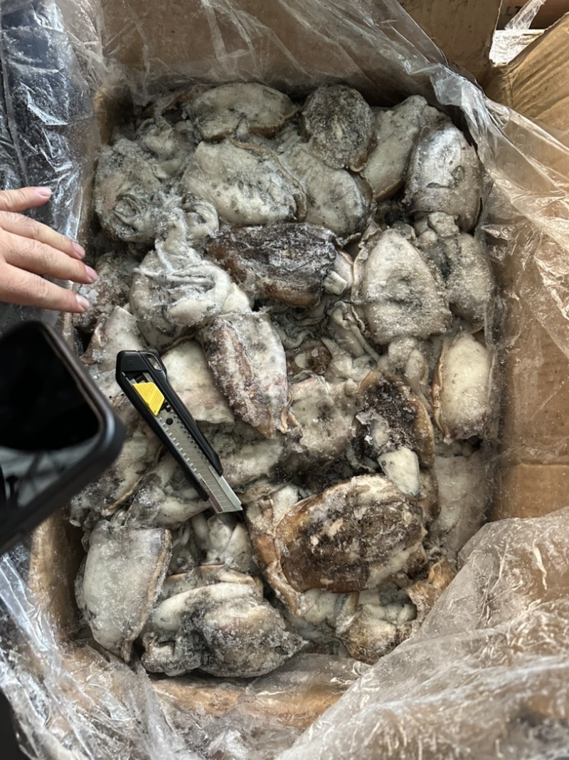 墨鱼船冻墨鱼干水墨鱼晒干专用