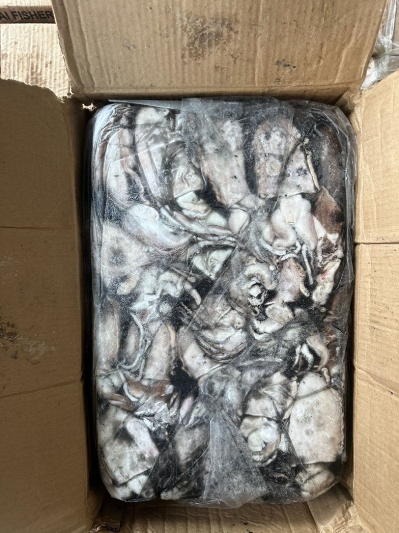 墨鱼船冻墨鱼干水墨鱼晒干专用