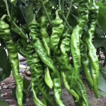 广东省基地直发螺丝椒陇椒薄皮椒大量一手货源