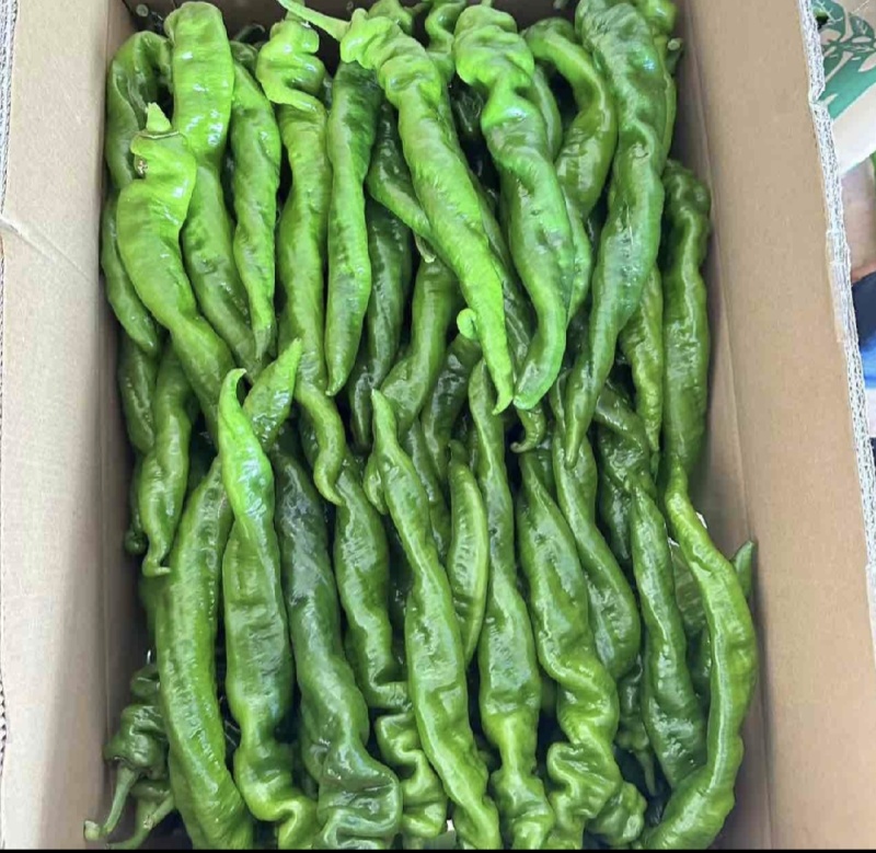 广东省基地直发螺丝椒陇椒薄皮椒大量一手货源
