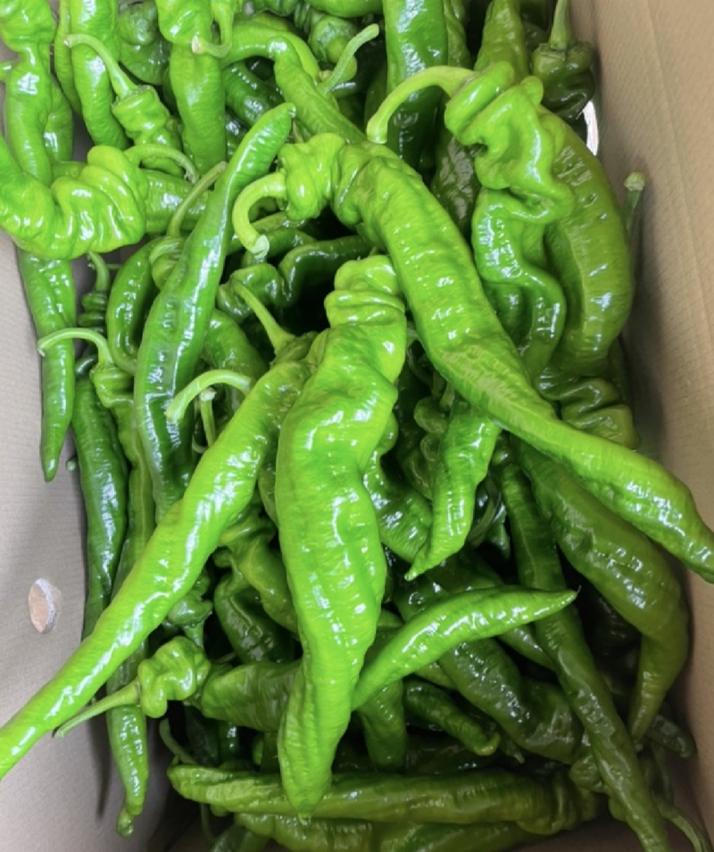 广东省基地直发螺丝椒陇椒薄皮椒大量一手货源