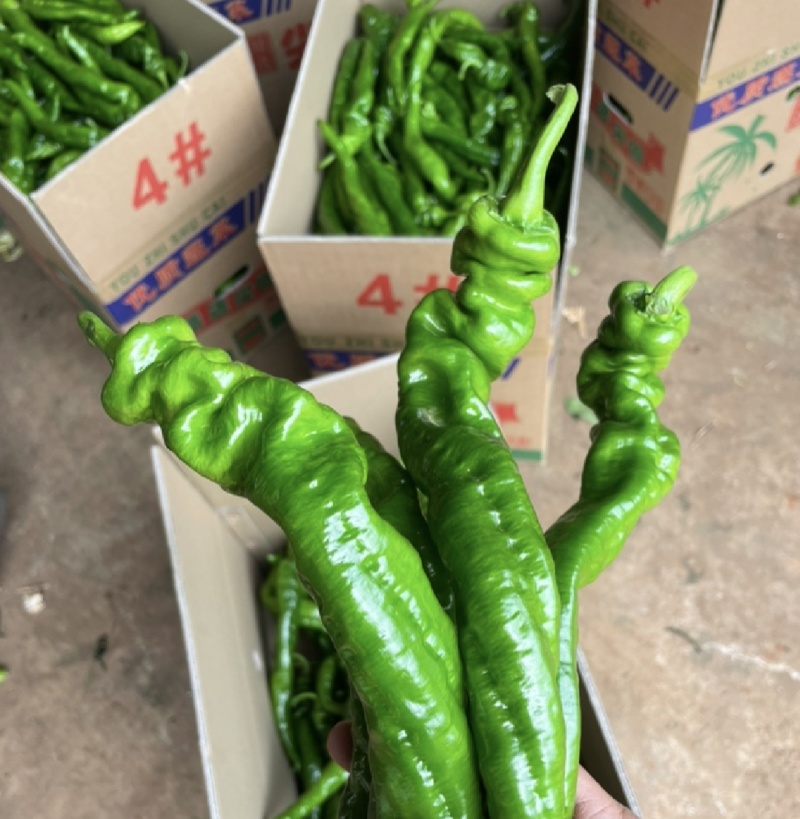 广东省基地直发螺丝椒陇椒薄皮椒大量一手货源
