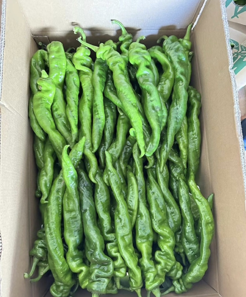 广东省基地直发螺丝椒陇椒薄皮椒大量一手货源