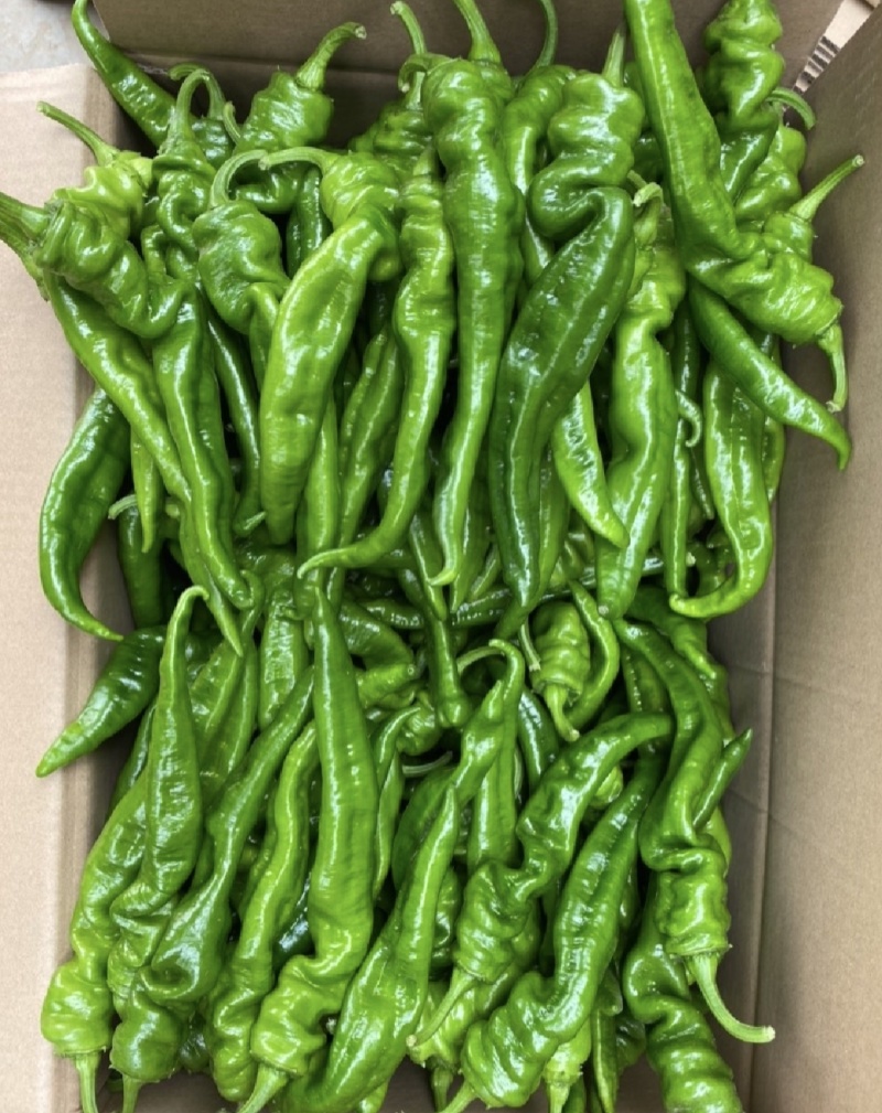 广东省基地直发螺丝椒陇椒薄皮椒大量一手货源