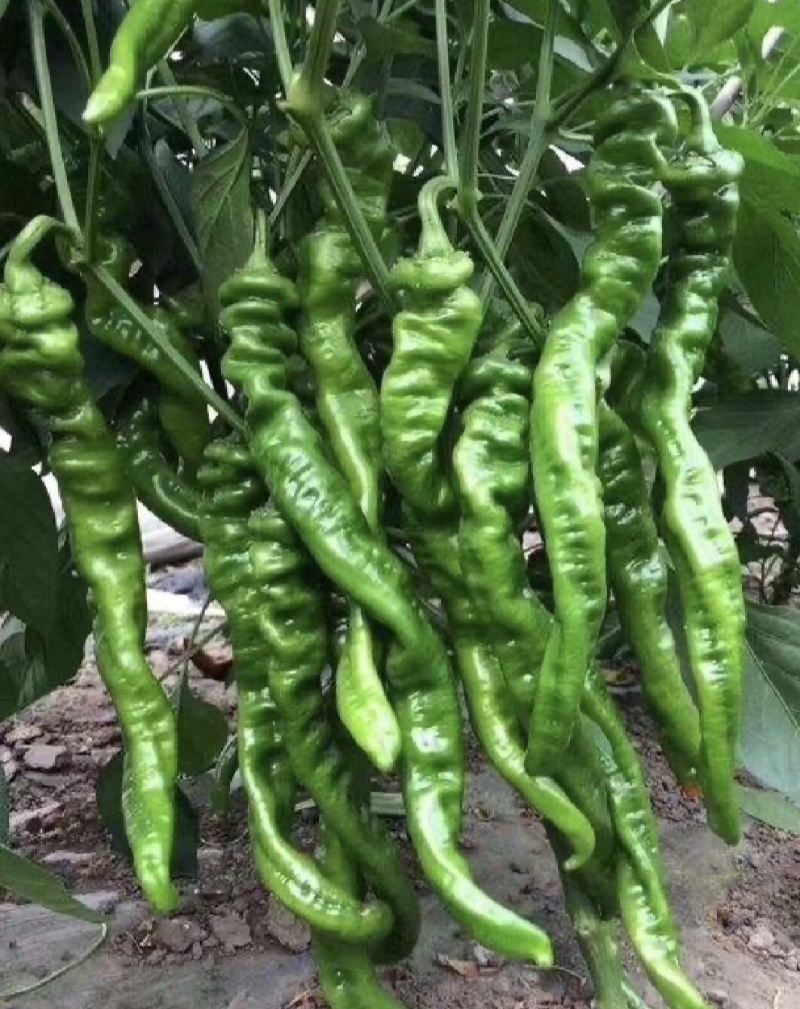 广东省基地直发螺丝椒陇椒薄皮椒大量一手货源