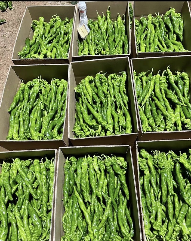 广东省基地直发螺丝椒陇椒薄皮椒大量一手货源