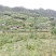 四川阿坝州茂县高山蜂蜜农家土蜂蜜，源自深山野岭