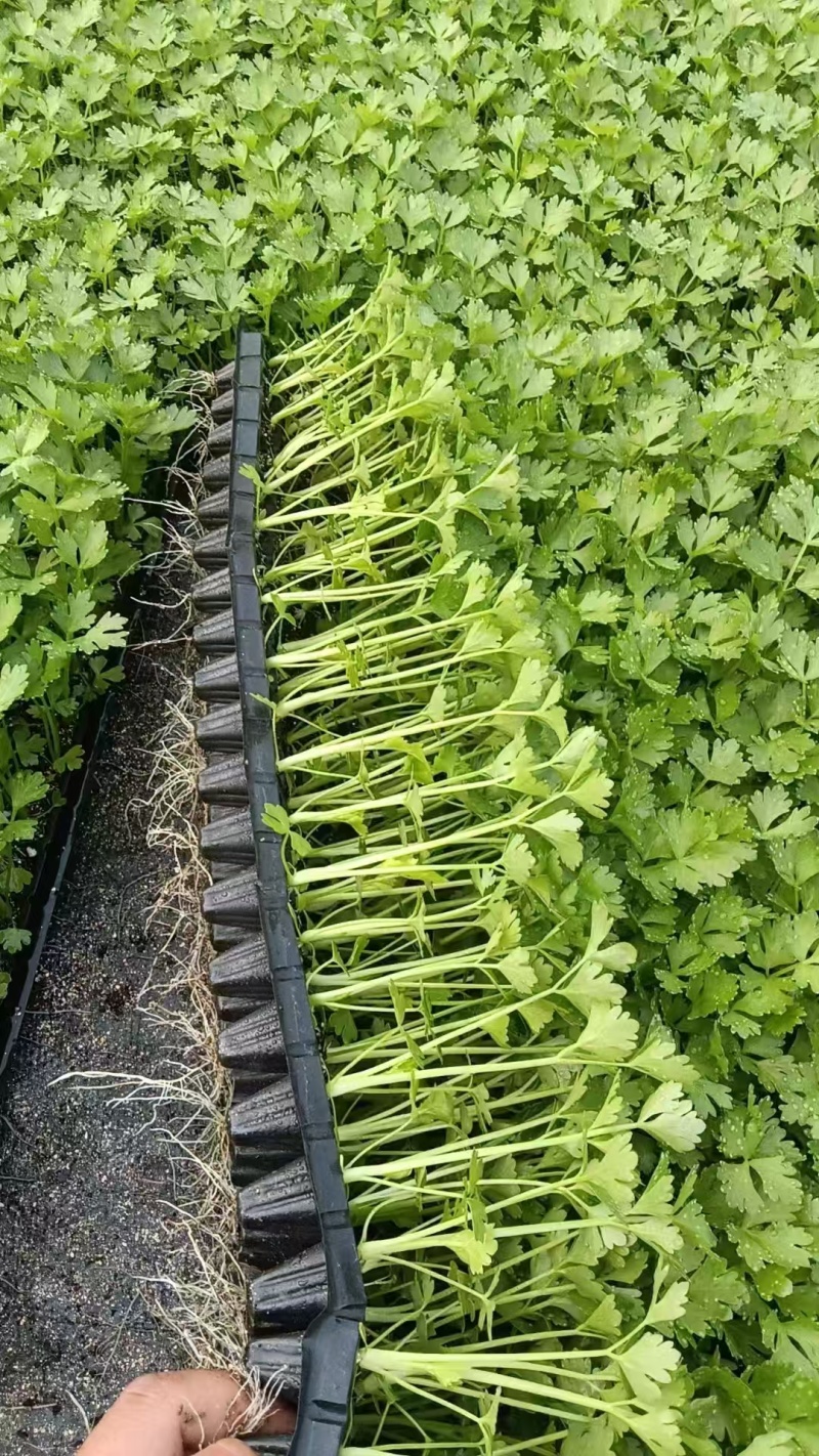 精品芹菜苗货源充足产地直供量大从优质量保证欢迎咨询
