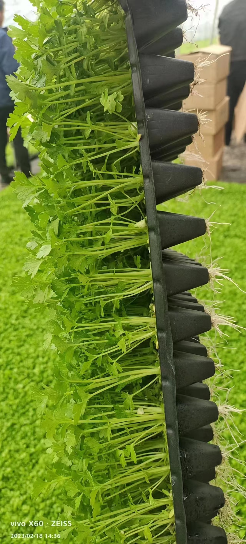 精品芹菜苗货源充足产地直供量大从优质量保证欢迎咨询
