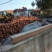 红薯货源充足，产地直发，诚信经营，欢迎客商来电