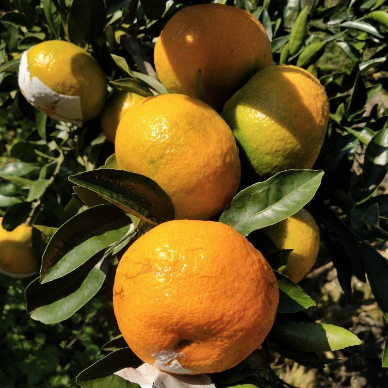 东江湖蜜桔