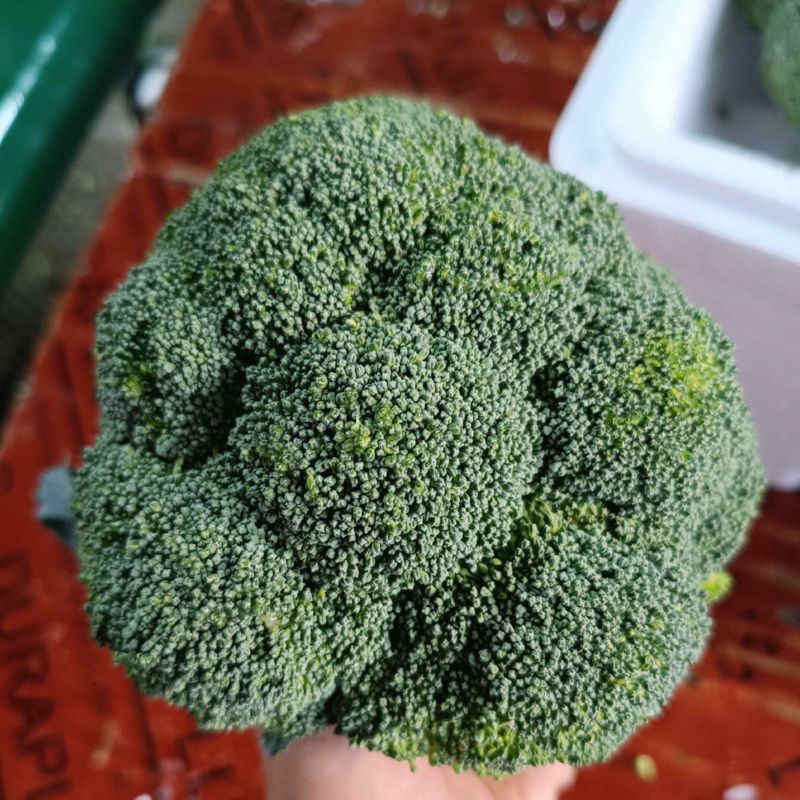 湖北当地西兰花/可视频看货/量大价优/欢迎咨询