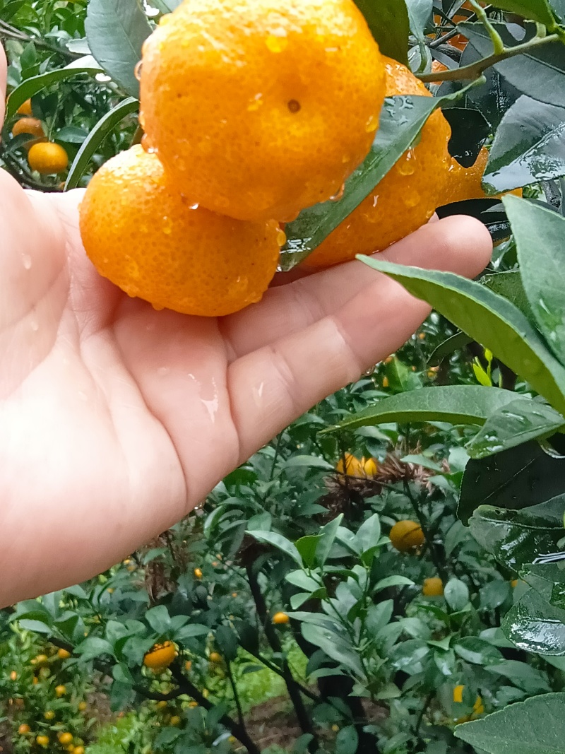 广西棉桔蜜广臭皮柑上市货源充足量大从优欢迎随时联系