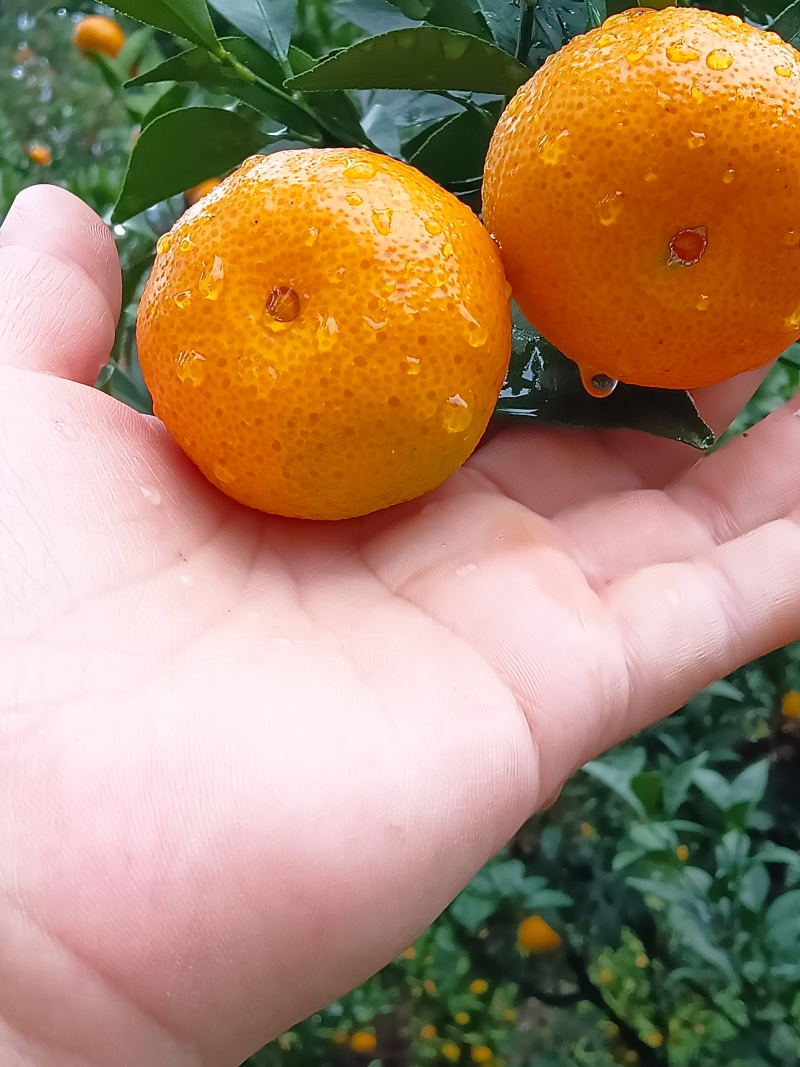 广西棉桔蜜广臭皮柑上市货源充足量大从优欢迎随时联系