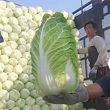 白菜