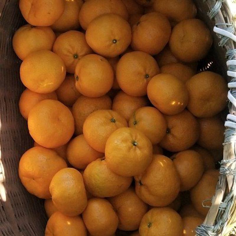 东江湖蜜桔