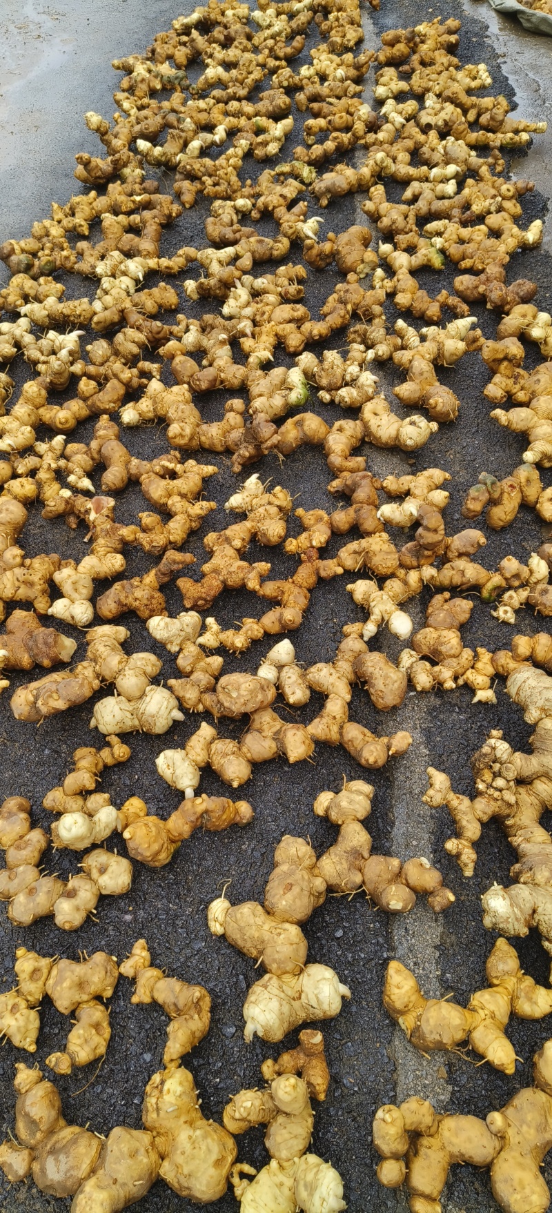 野生黄精，一手货源，品质保证，可视频看货，诚信经营
