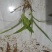 紫花三叉白芨驯化苗