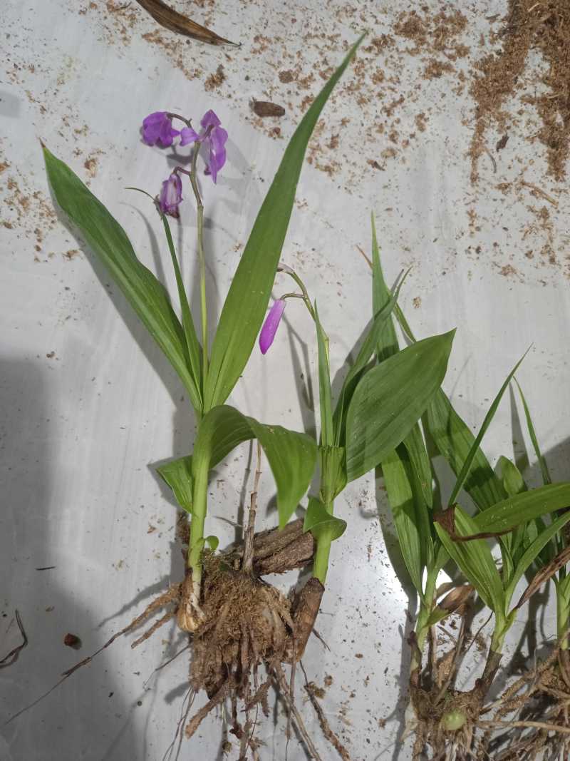 紫花三叉白芨驯化苗